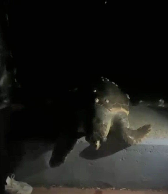 Sayısı gittikçe azalıyor: 100 kiloluk deniz kaplumbağası kıyıya vurdu