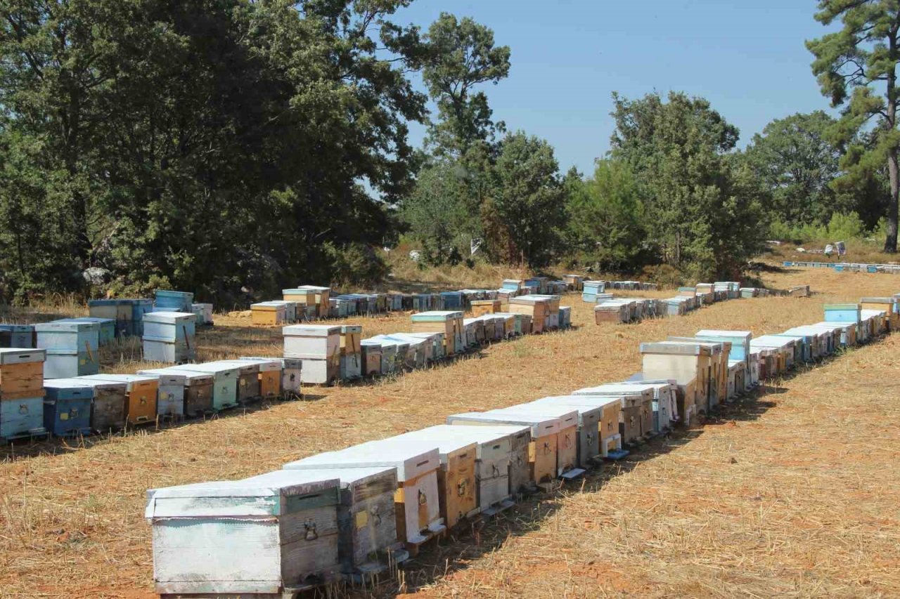 Arıcılara ‘Erken bahar’ uyarısı