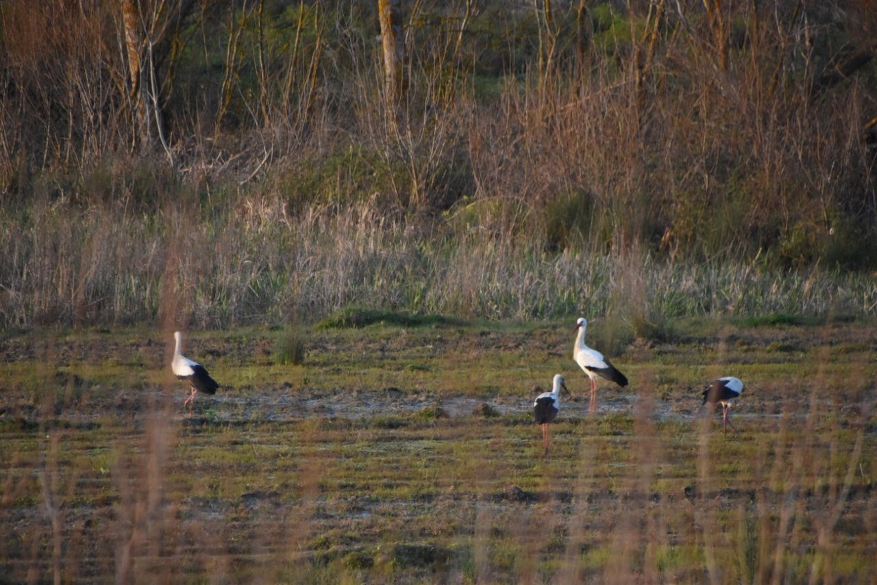 Leylekler Sinop’taki yuvalarına gelmeye başladı