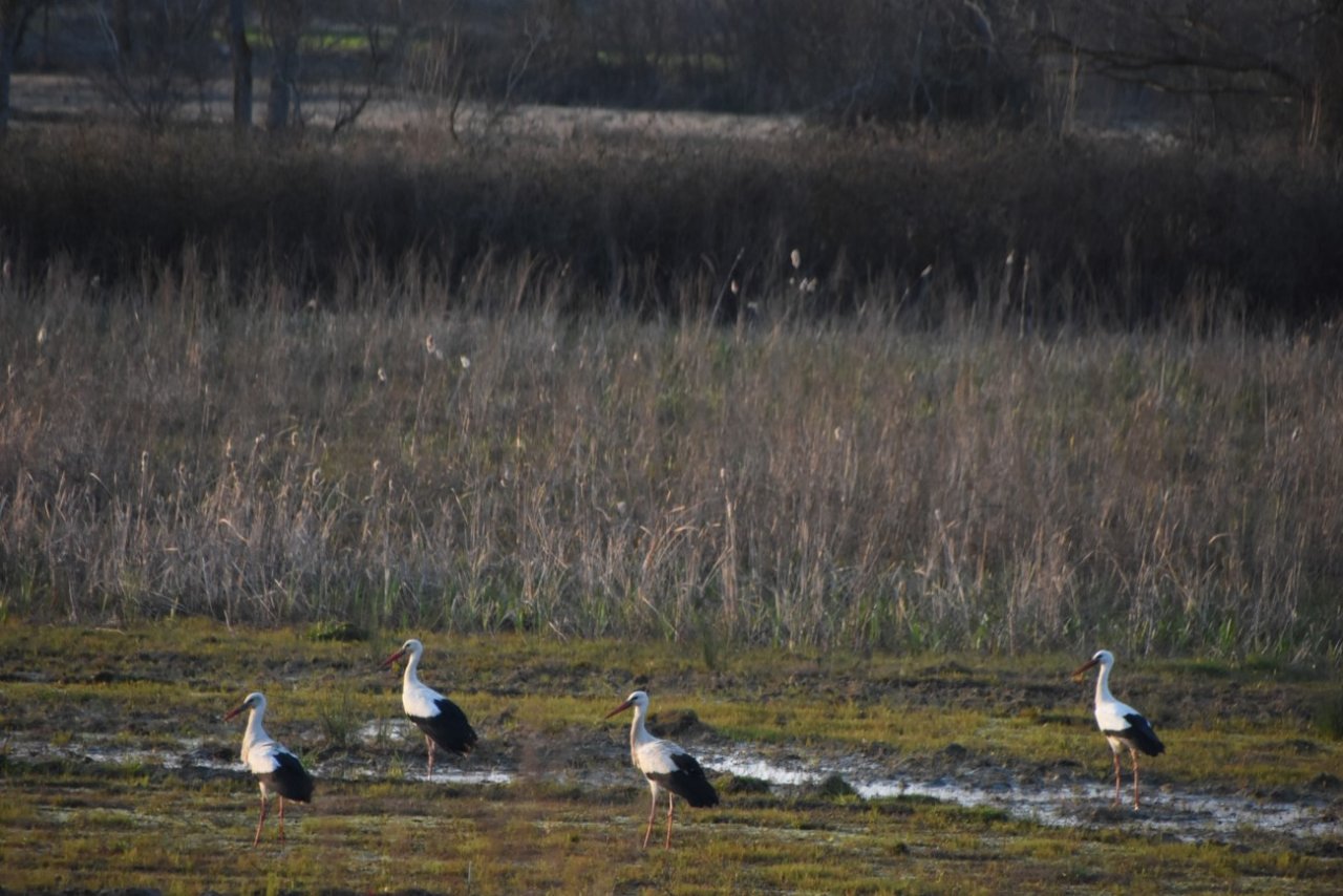 Leylekler Sinop’taki yuvalarına gelmeye başladı