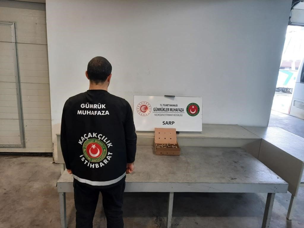 Sarp Sınır Kapısı’nda 250 adet su kaplumbağası ele geçirildi