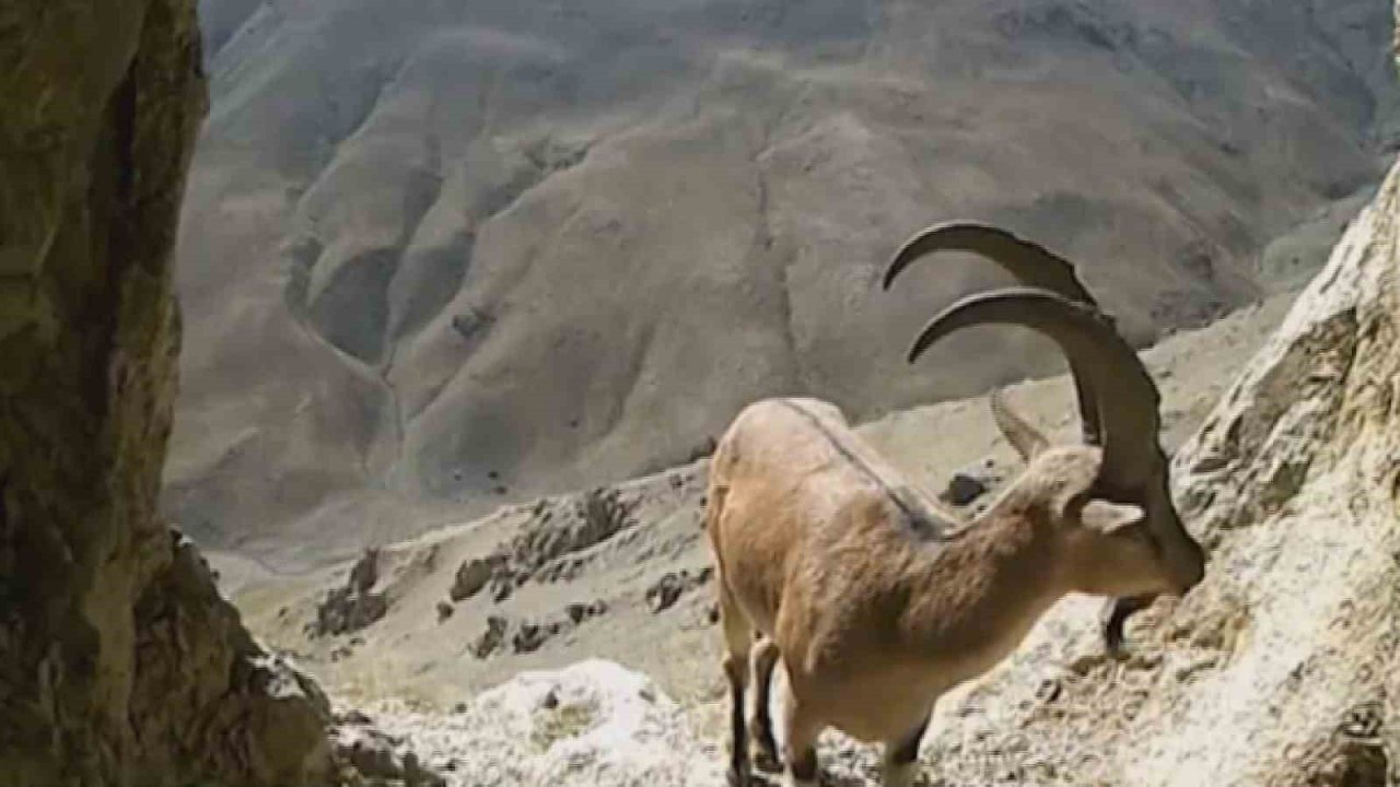 Van’da nesli tehlikede olan yaban keçileri fotokapana takıldı