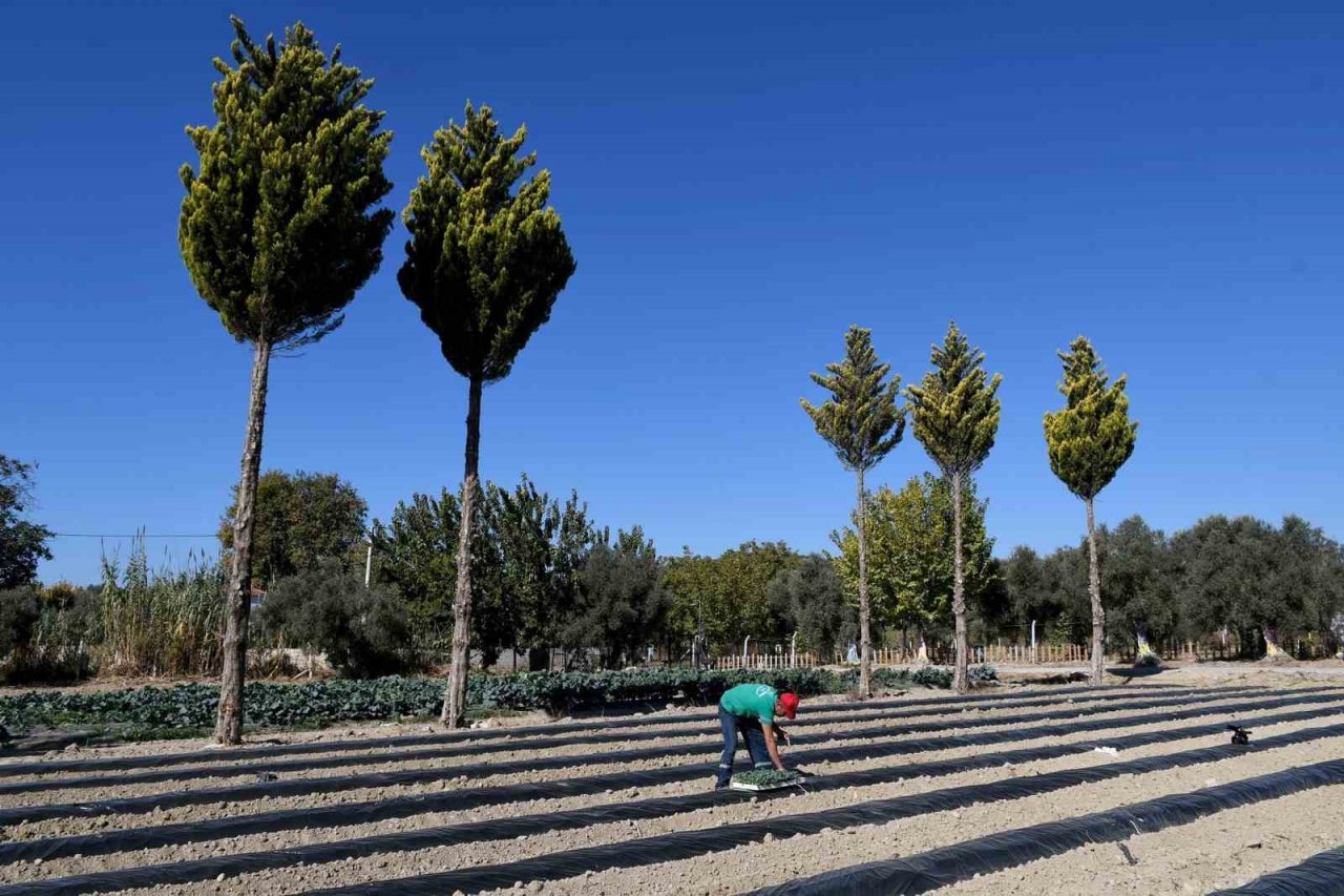 Adabahçe’de kış hasadı devam ediyor