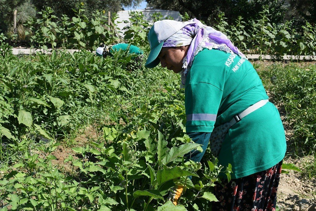 Adabahçe’de kış hasadı devam ediyor