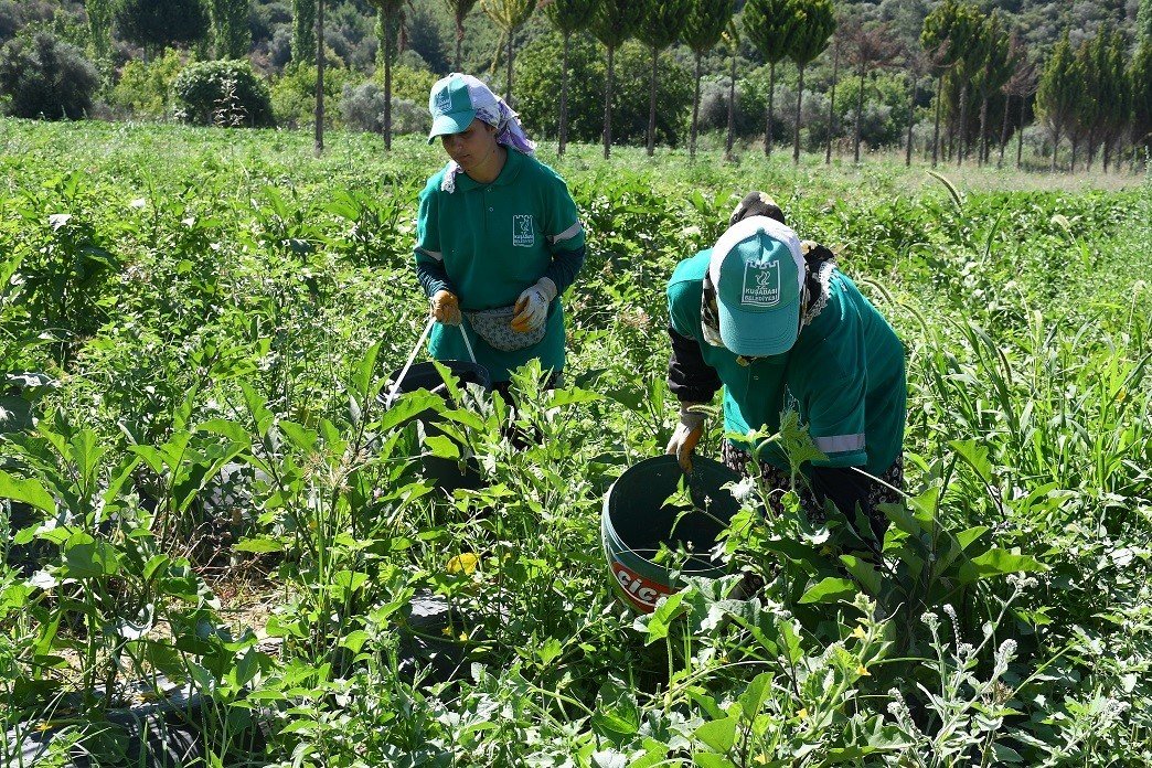 Adabahçe’de kış hasadı devam ediyor