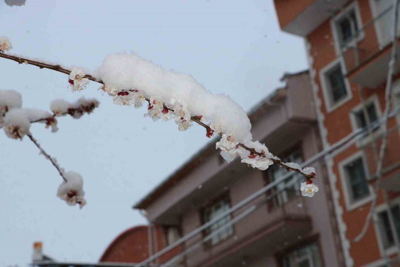 Çiçek açan meyve ağaçları kar altında görüntülendi