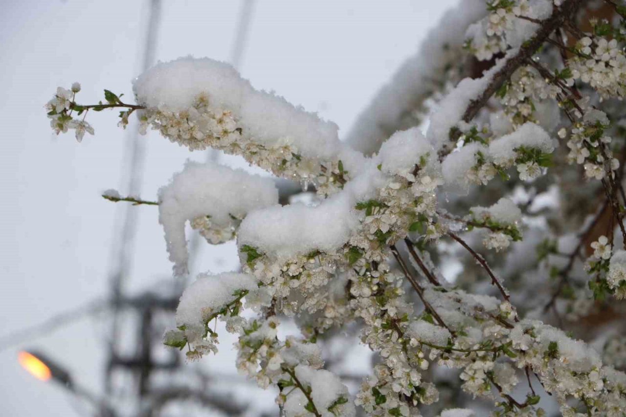 Çiçek açan meyve ağaçları kar altında görüntülendi