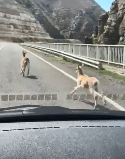 Artvin’de 2 karaca karayolunda koşarken görüntülendi