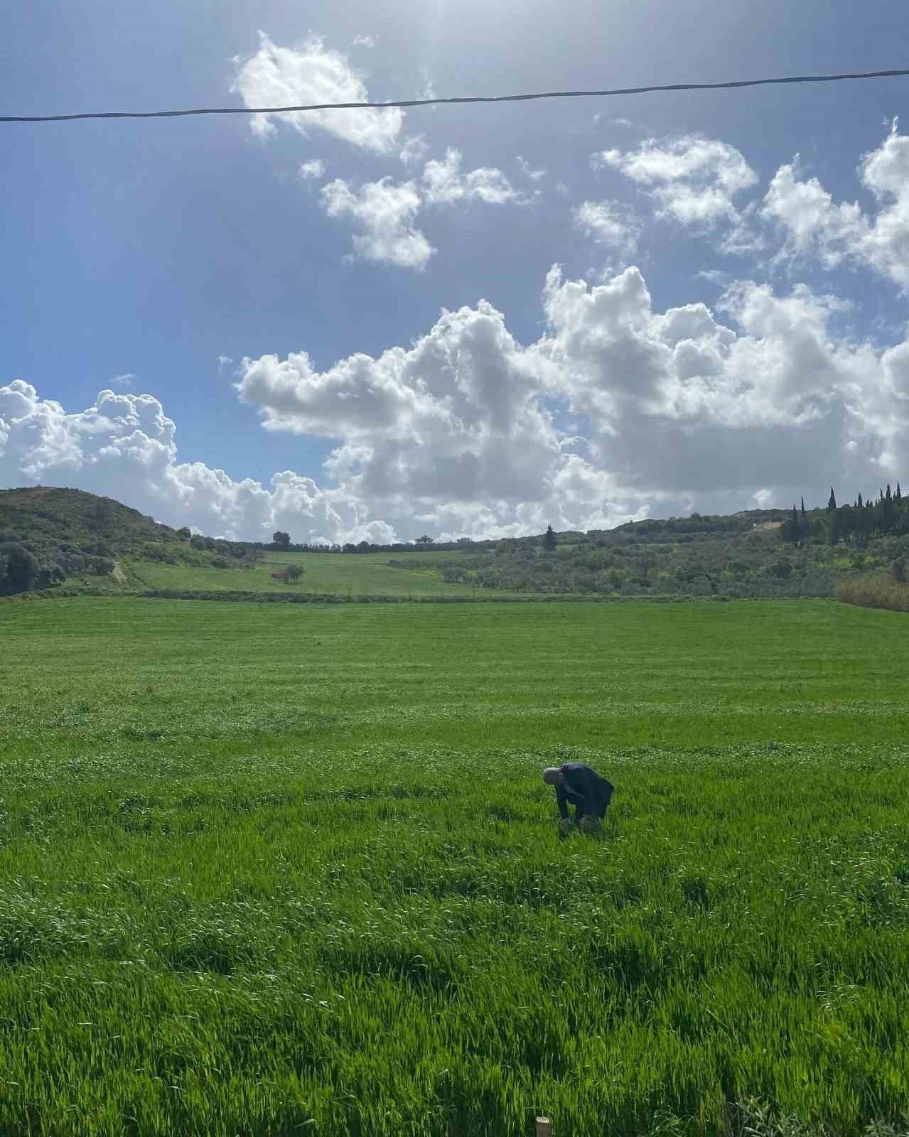 Didim’de hububat ekili araziler denetlendi