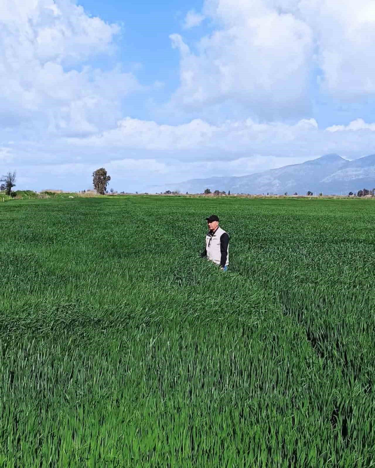 Didim’de hububat ekili araziler denetlendi