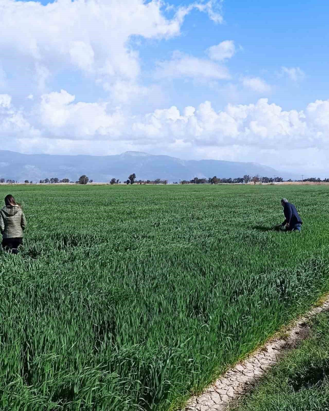 Didim’de hububat ekili araziler denetlendi