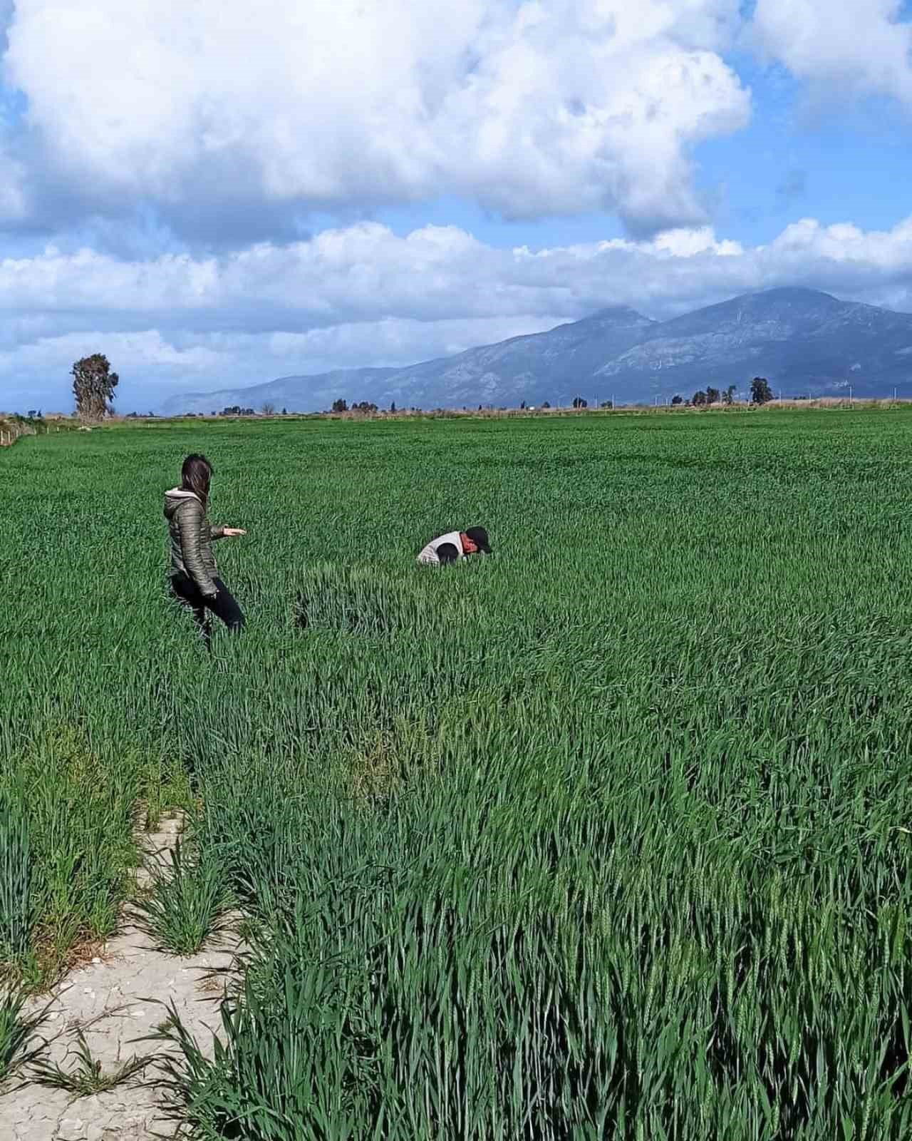 Didim’de hububat ekili araziler denetlendi