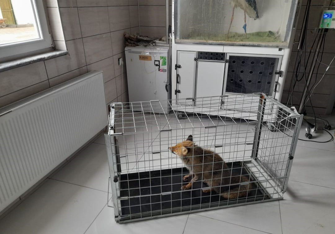 Bacağı kırık halde bulunan tilki tedavi edildi