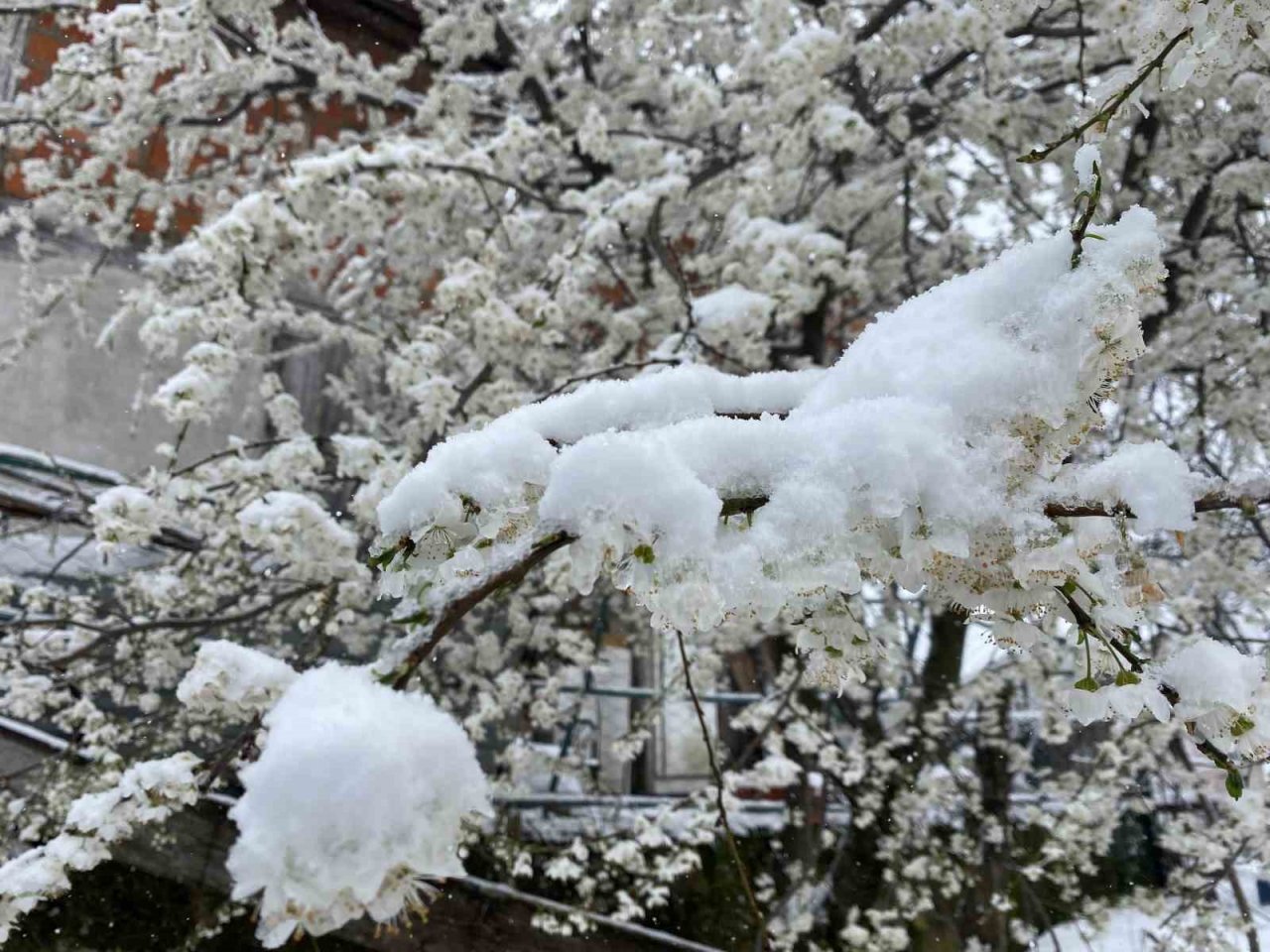 Bartın’ın yüksek rakımlı bölgelerinde kar yağışı devam ediyor