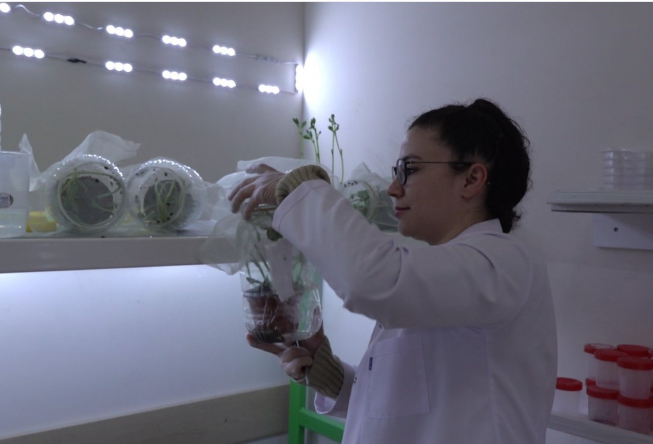 Çorum’da böcek üretim laboratuvarı kuruldu