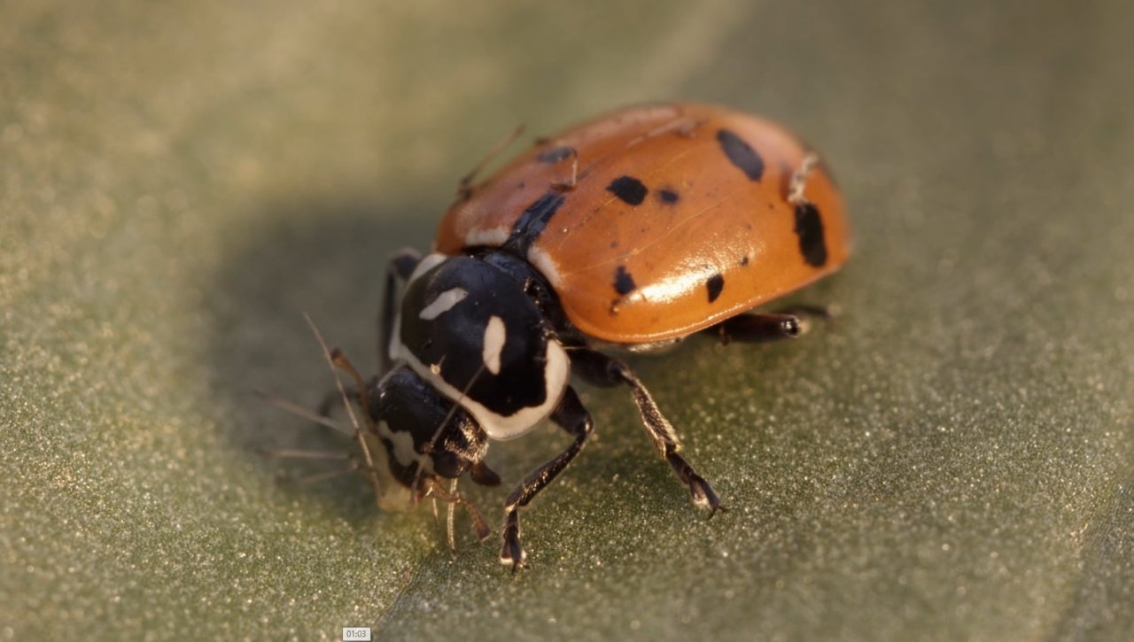 Çorum’da böcek üretim laboratuvarı kuruldu