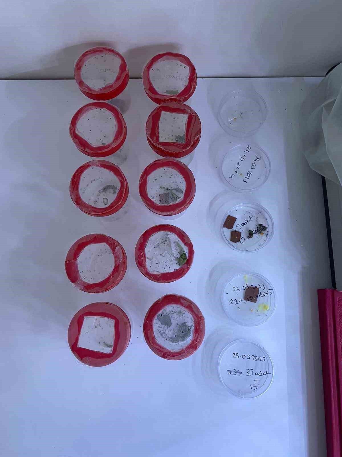 Çorum’da böcek üretim laboratuvarı kuruldu