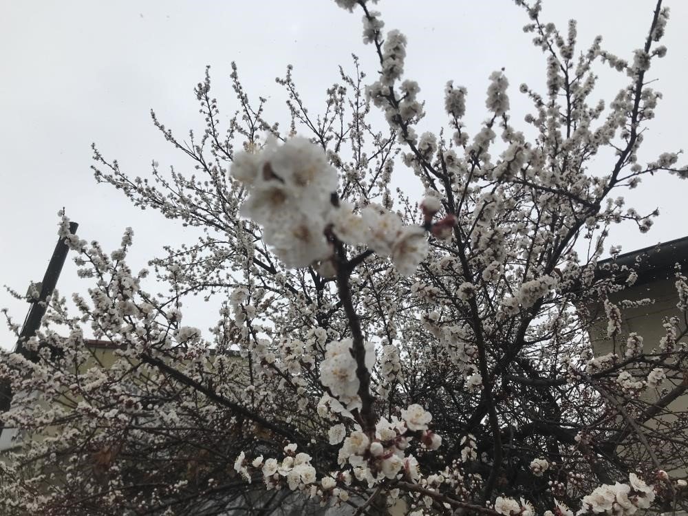 Erzincan’da çiçek açan kayısı ağaçları donma tehlikesi altında