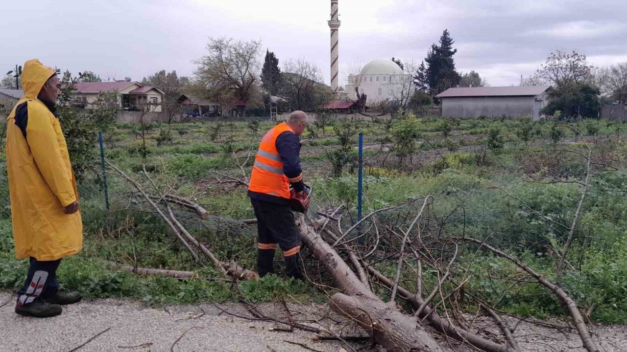 Aşırı rüzgar Kozan’da ağaçları devirdi