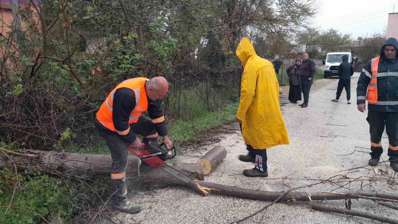 Aşırı rüzgar Kozan’da ağaçları devirdi