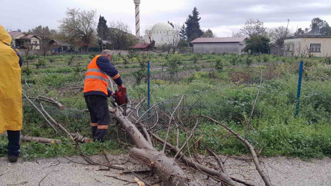 Aşırı rüzgar Kozan’da ağaçları devirdi