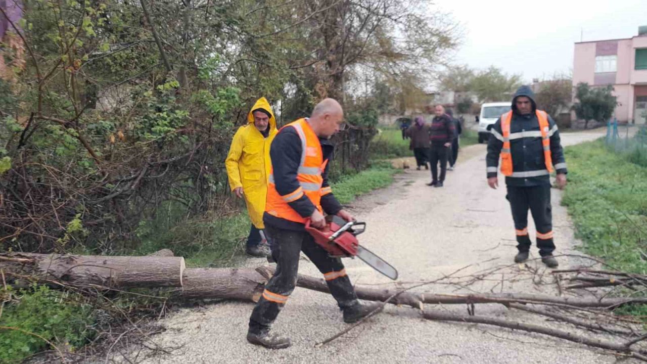 Aşırı rüzgar Kozan’da ağaçları devirdi