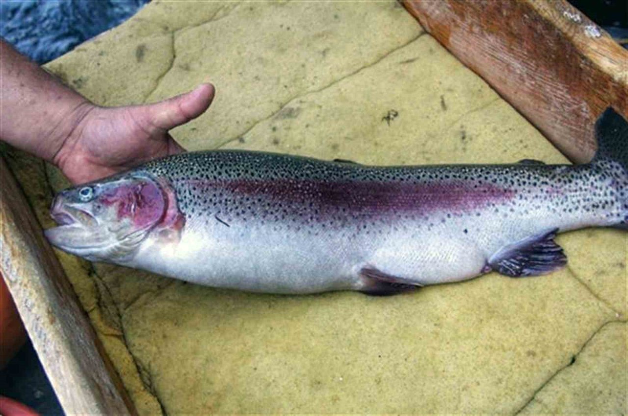 Gökkuşağı alabalık üretimine 1 milyon TL’lik destek