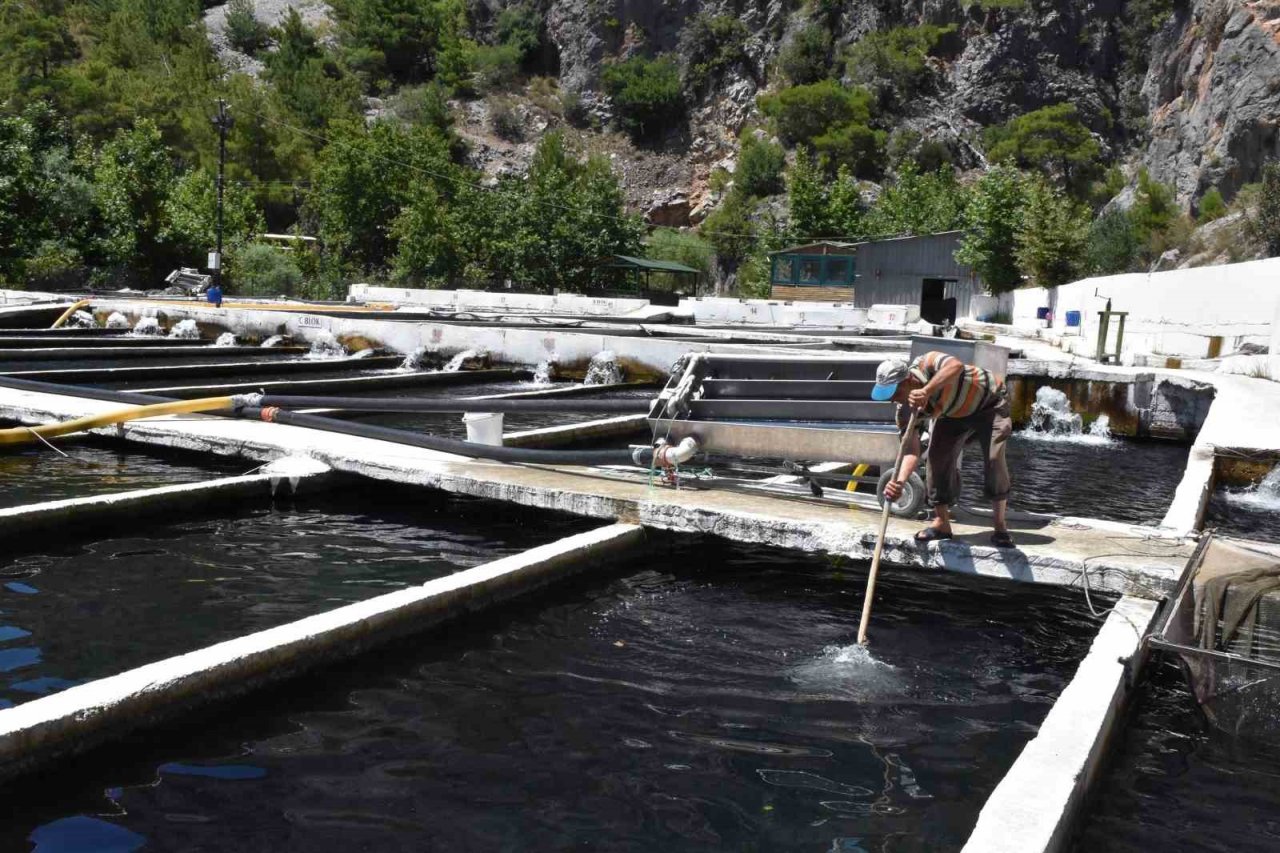 Gökkuşağı alabalık üretimine 1 milyon TL’lik destek