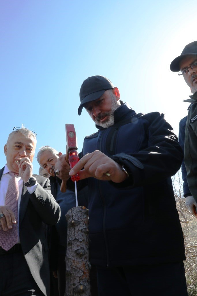 Kocasinan’da yabani alıç ağaçları, ekonomik değere dönüşüyor