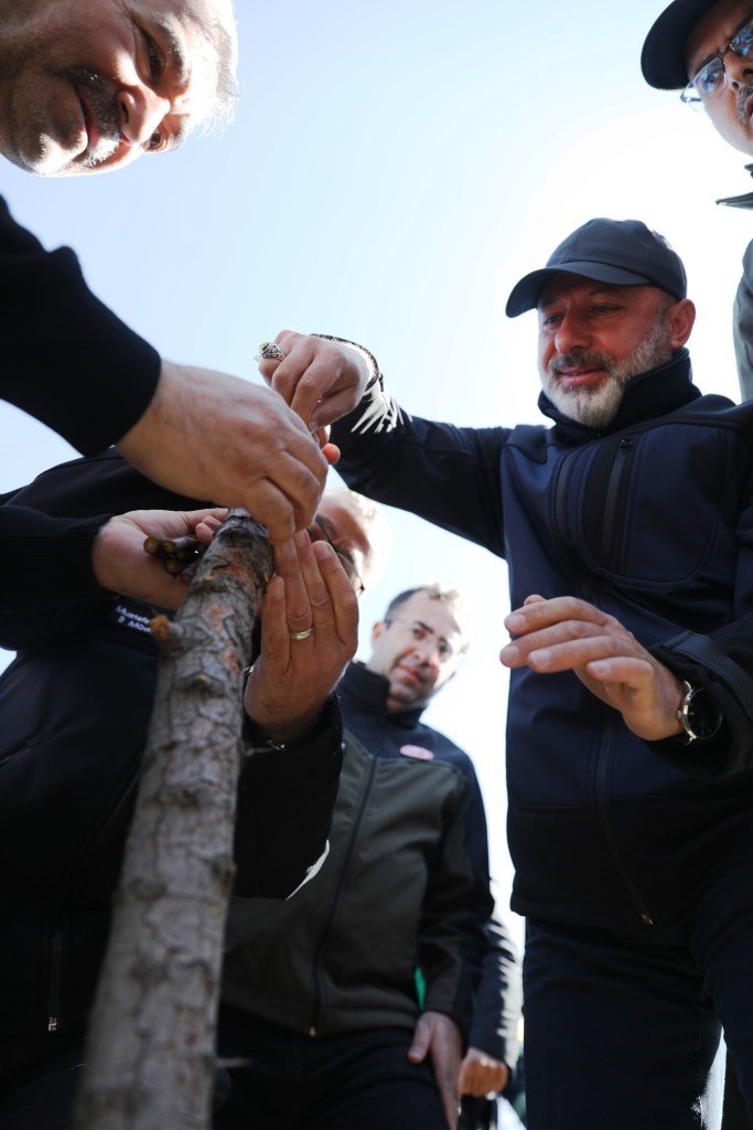 Kocasinan’da yabani alıç ağaçları, ekonomik değere dönüşüyor