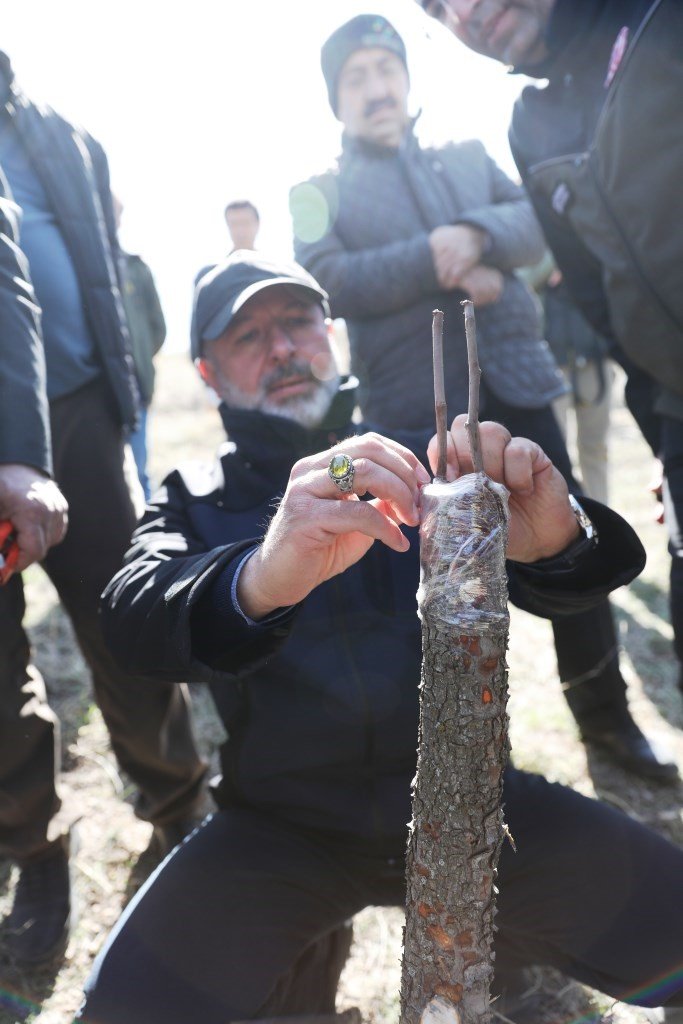 Kocasinan’da yabani alıç ağaçları, ekonomik değere dönüşüyor