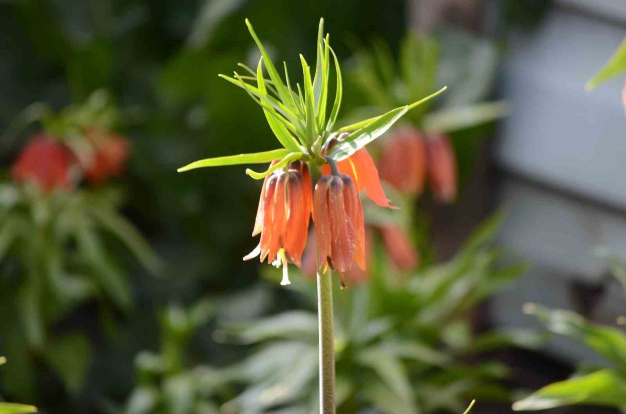 Şırnak’ta ’ters laleler’ kartpostallık görüntü oluşturdu