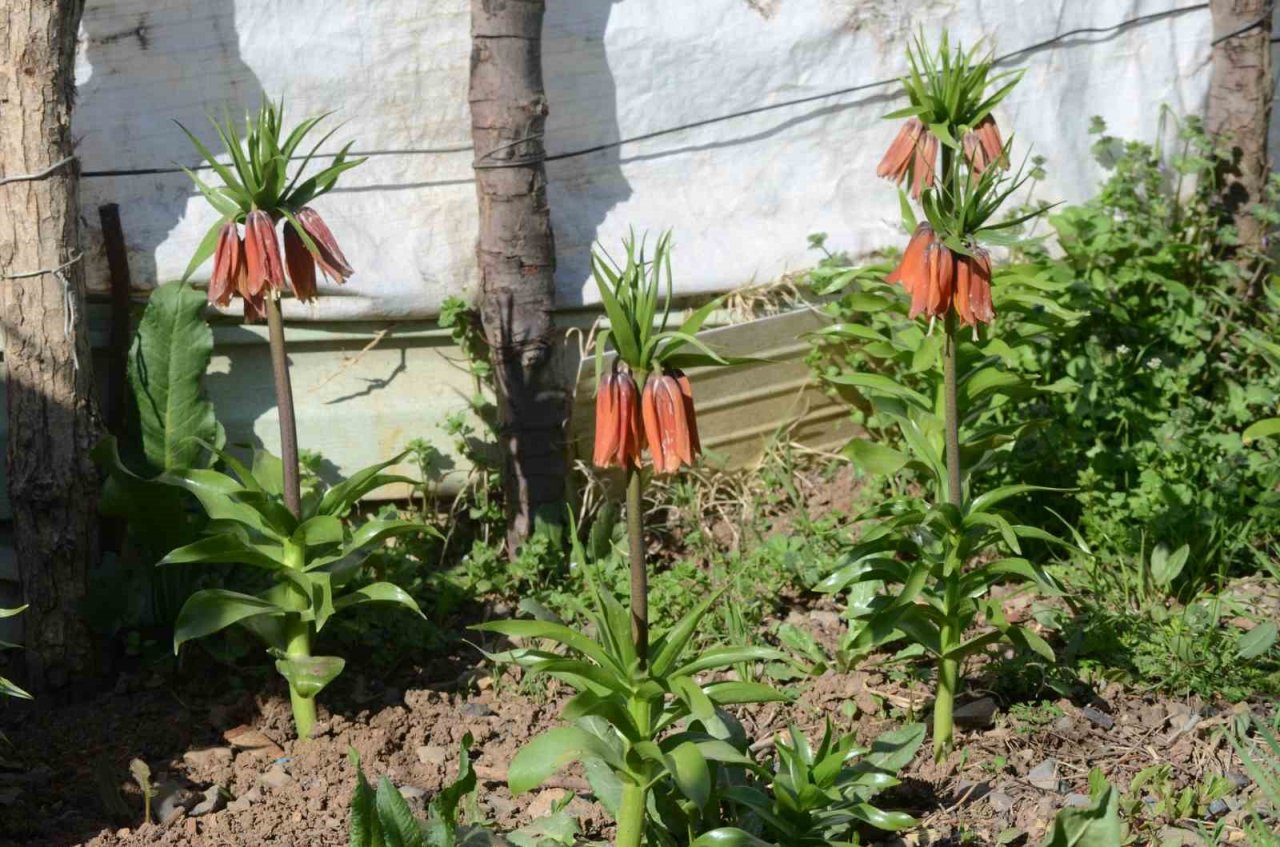 Şırnak’ta ’ters laleler’ kartpostallık görüntü oluşturdu