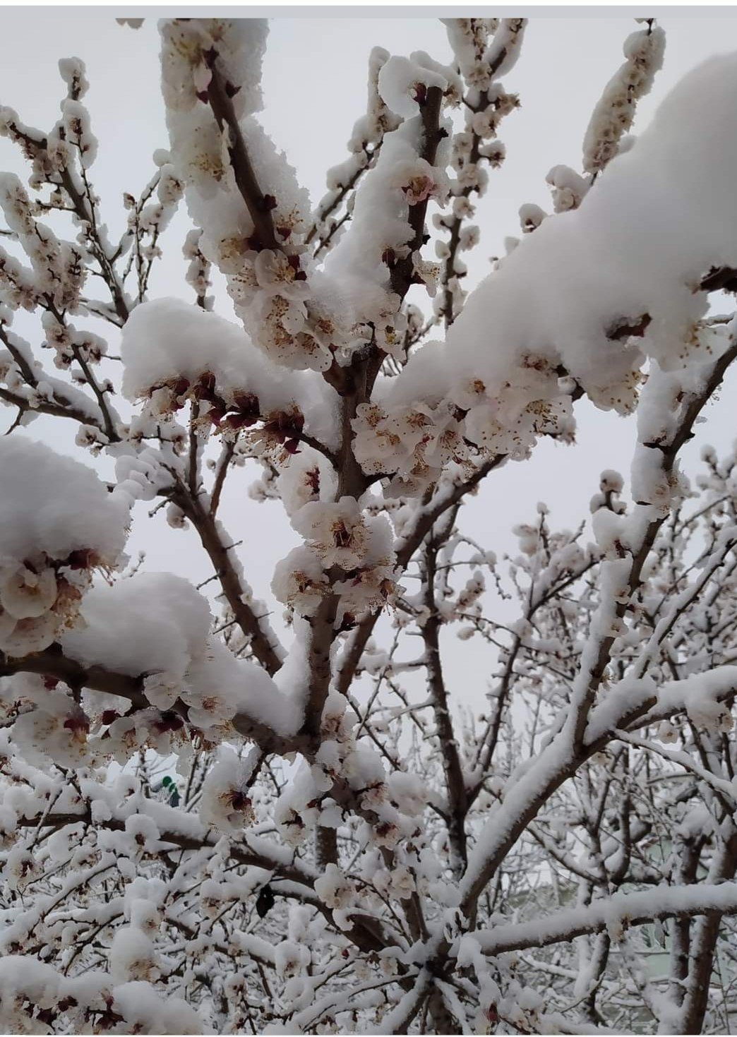 Sivaslı’da yağan kar meyve ağaçlarını olumsuz etkiledi