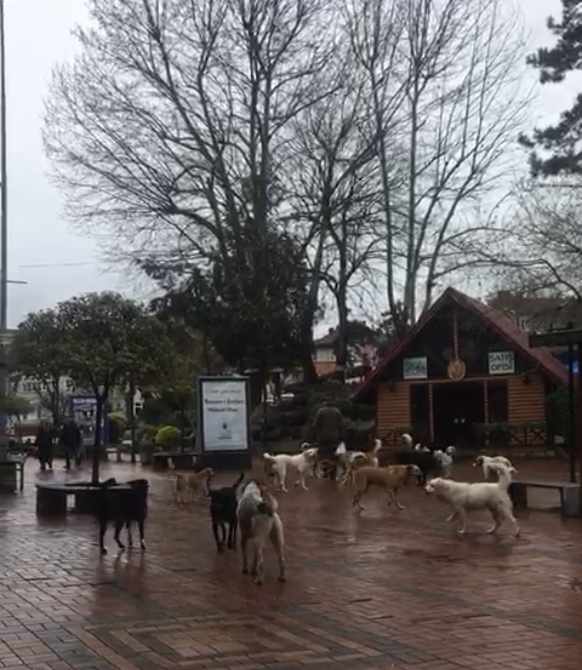 Çaycuma’da sürü halinde gezen sokak köpekleri korkutuyor
