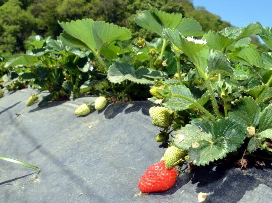 Samsun’da çilek yetiştiriciliği gelişiyor