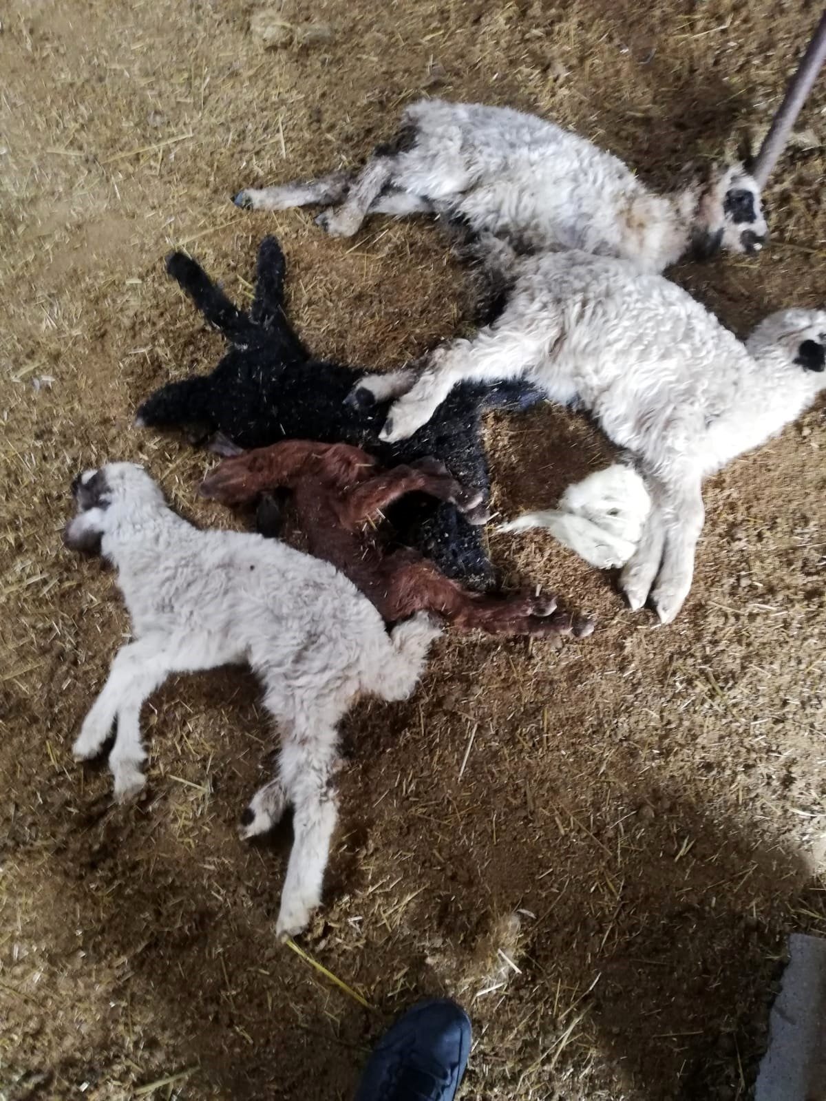 Fırtınanın çatısını uçurduğu ahırda 15 kuzu telef oldu