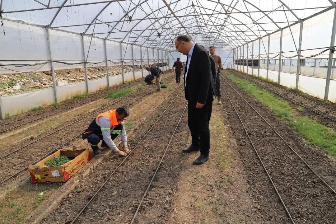 Çukurca’da fide ekimine başlandı