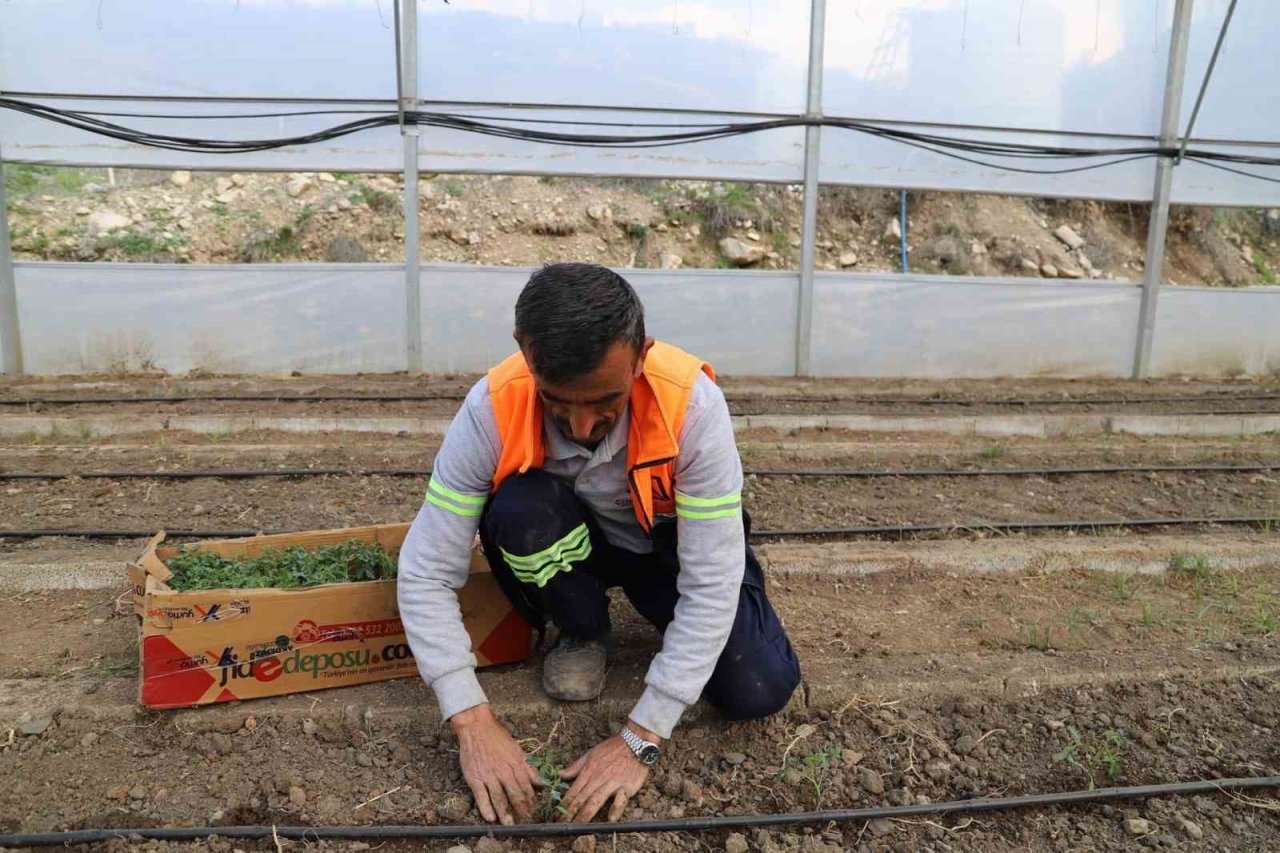 Çukurca’da fide ekimine başlandı