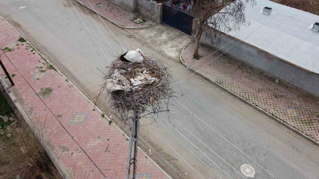 Iğdır’a gelen leylekler yuva için yüksek yerleri seçiyor