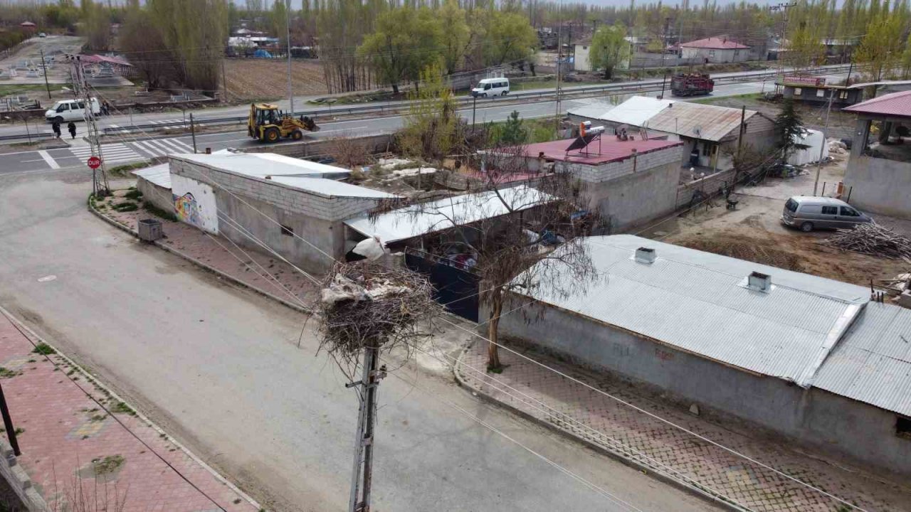 Iğdır’a gelen leylekler yuva için yüksek yerleri seçiyor