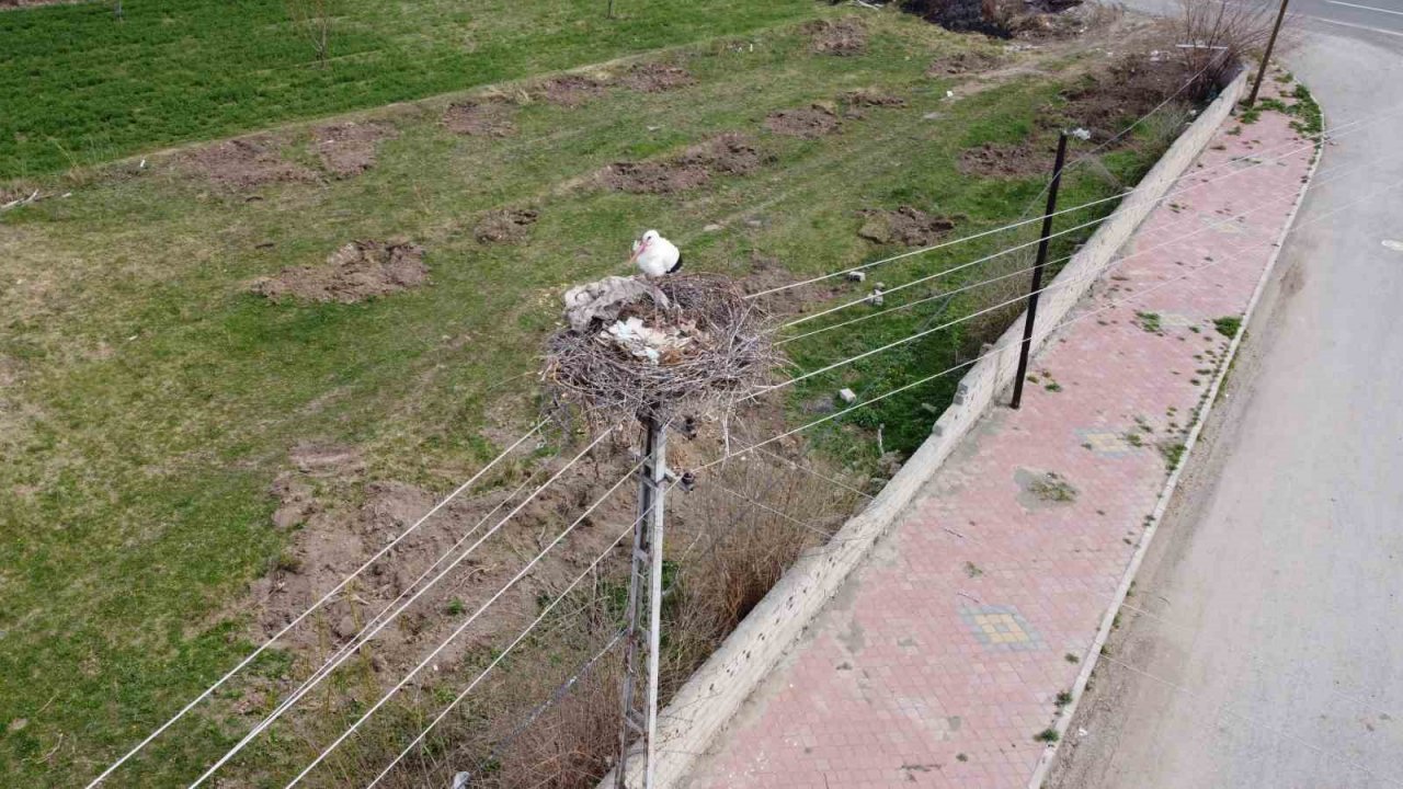 Iğdır’a gelen leylekler yuva için yüksek yerleri seçiyor