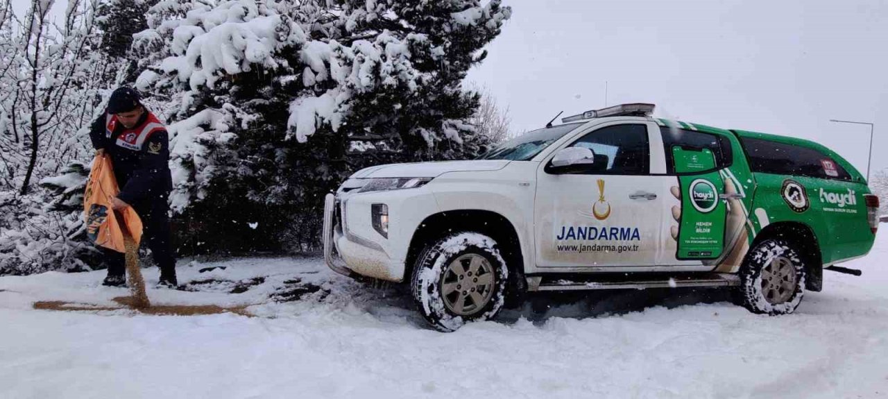 Jandarma doğaya yem bıraktı