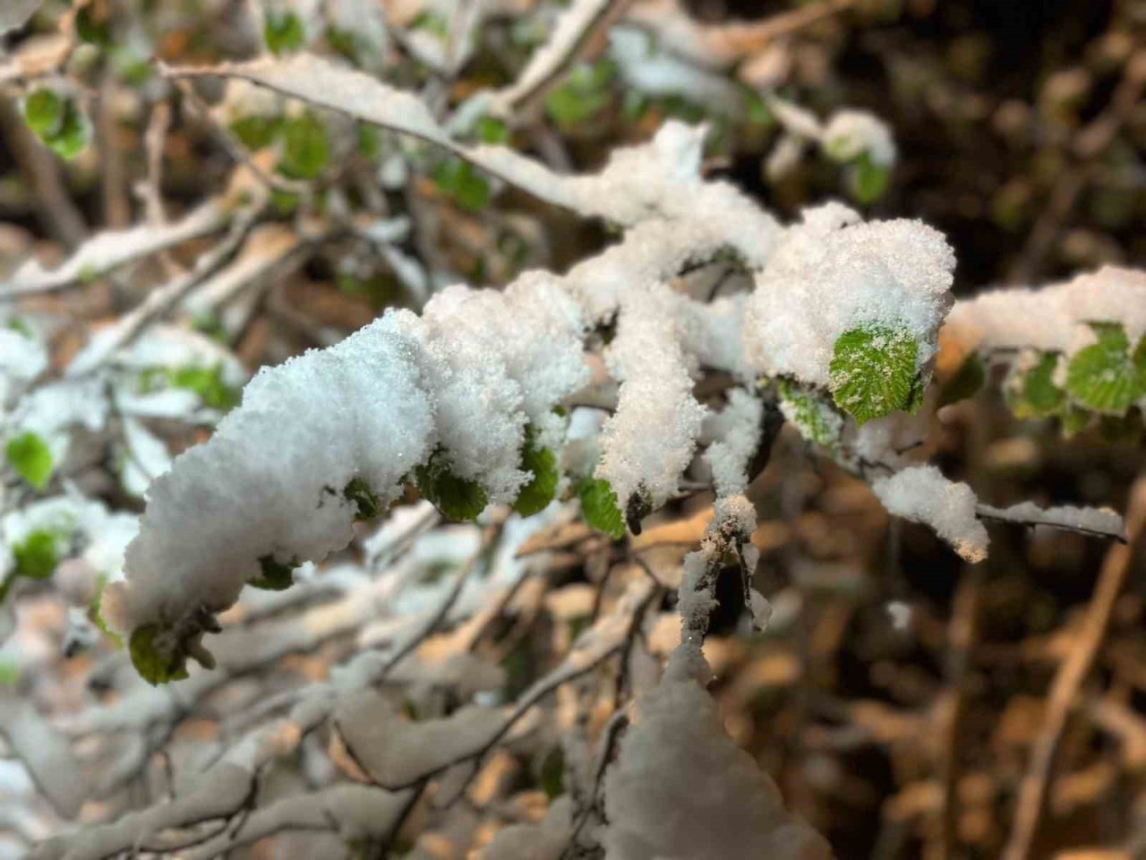 Ordu’da fındıkta zirai don tehlikesi