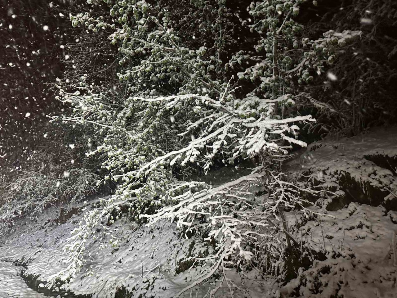 Ordu’da fındıkta zirai don tehlikesi