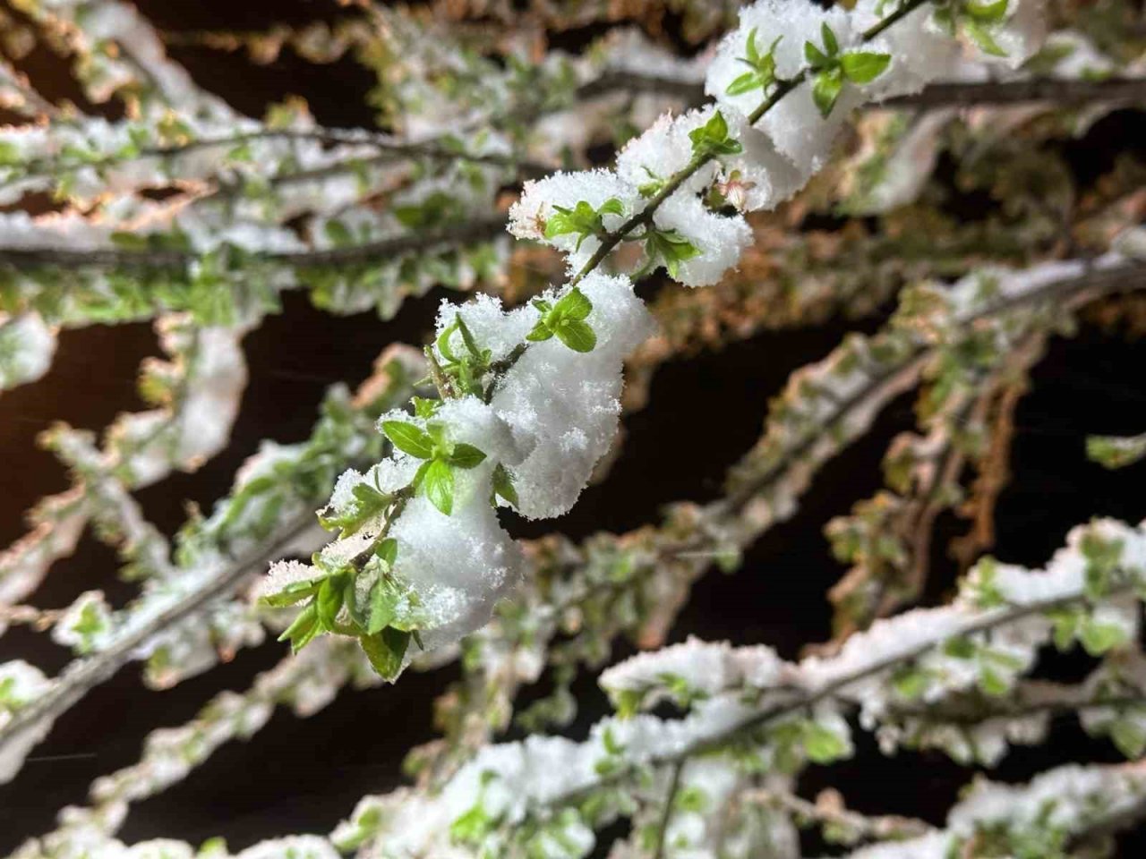 Ordu’da fındıkta zirai don tehlikesi