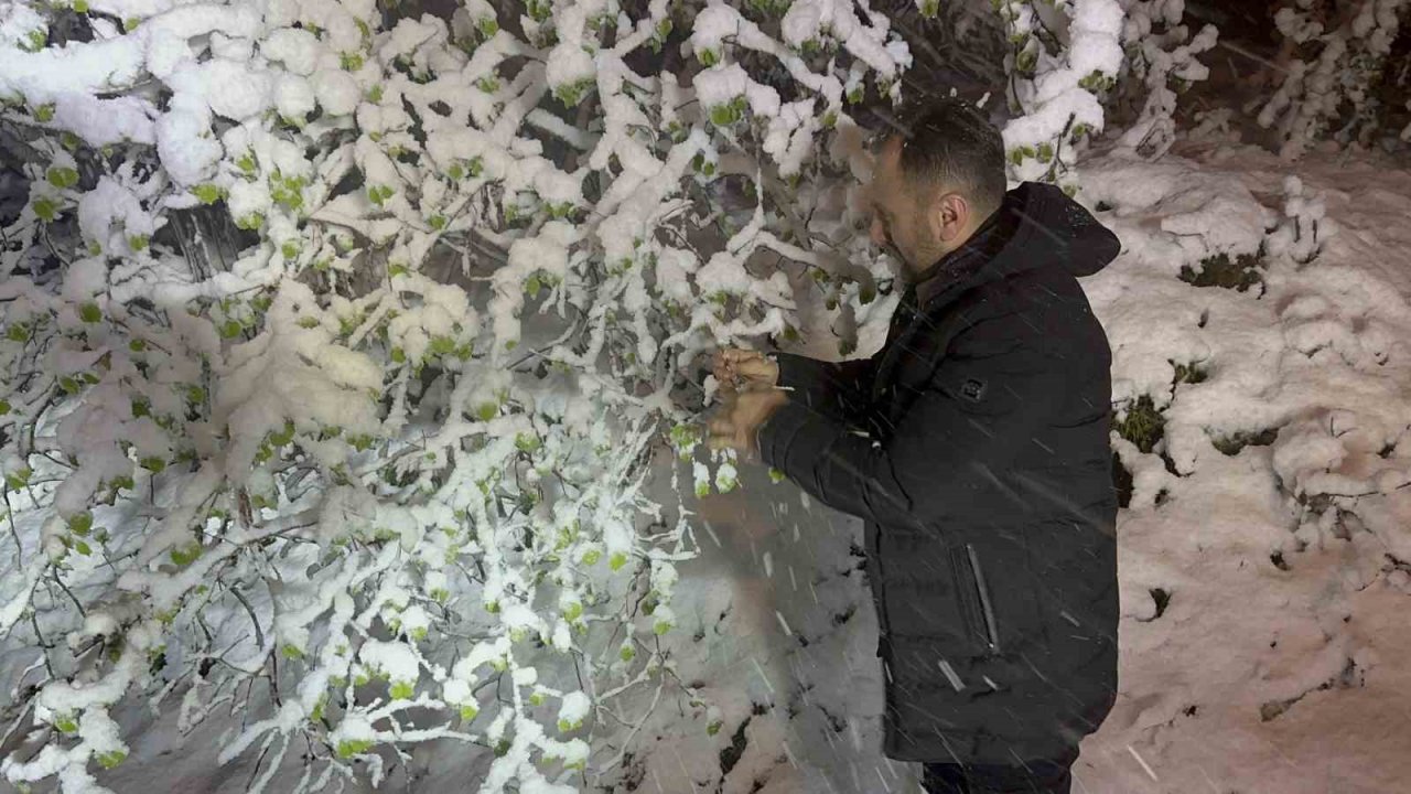 Ordu’da fındıkta zirai don tehlikesi