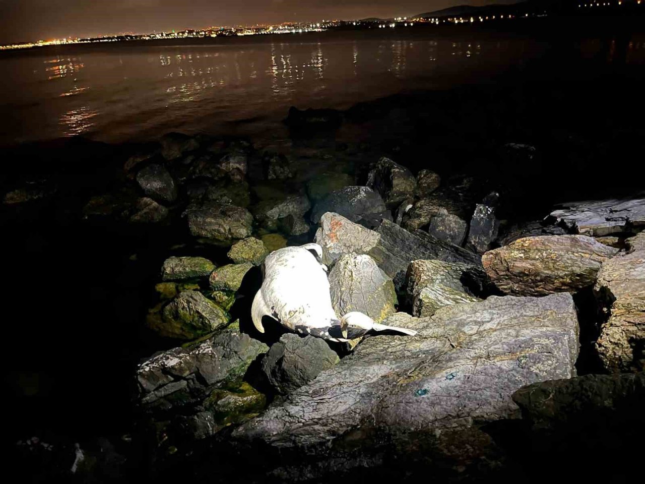 Kocaeli’de ölü yunus sahile vurdu