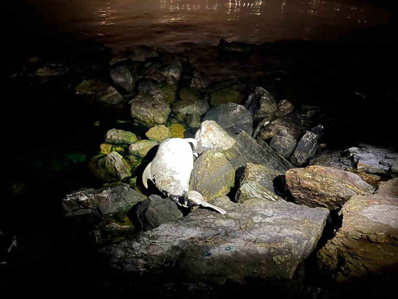 Kocaeli’de ölü yunus sahile vurdu