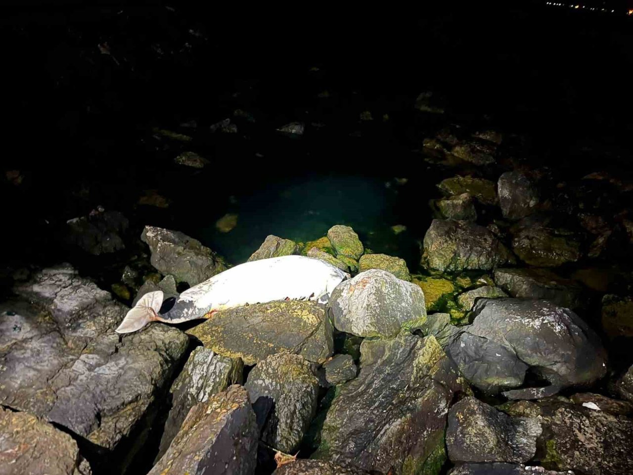 Kocaeli’de ölü yunus sahile vurdu